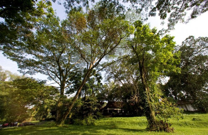 Singapurs Botanischer Garten Ist Unesco Welterbe